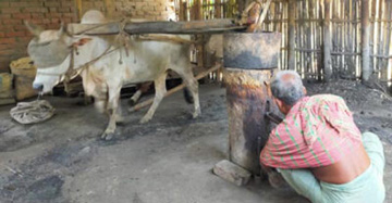 ঝিনাইদহে আজও রয়েছে ঐতিহ্যবাহি ঘানি ভাঙা শিল্প