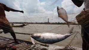 ইলিশ আহরণ নিষিদ্ধকালীন সময়ে জেলেদের জন্য চাল বরাদ্দ