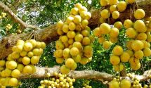 দেহে ভিটামিন সি-র চাহিদা পূরণ করে লটকন