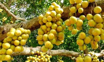 দেহে ভিটামিন সি-র চাহিদা পূরণ করে লটকন