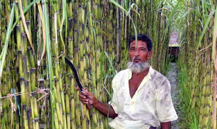 ঝিনাইদহে জনপ্রিয় লাভজনক চাষ এখন গেন্ডারি আখ