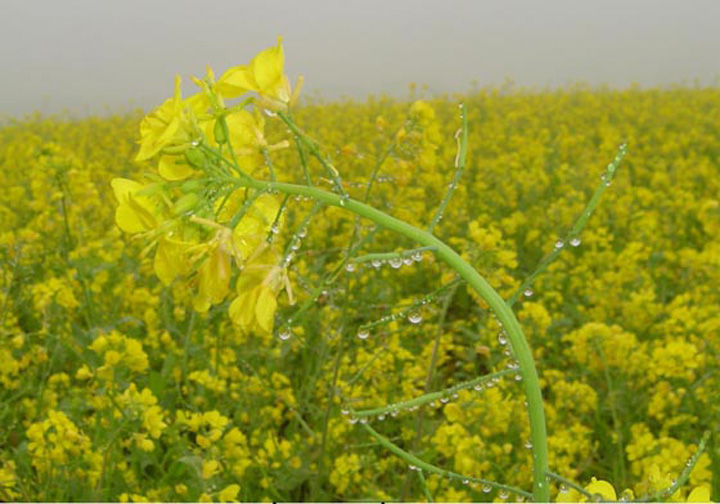 ঝিনাইদহে মাঠে মাঠে হলুদের ছোয়া