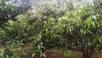 ঝিনাইদহের বিভিন্ন উপজেলায় বাণিজ্যিকভাবে তেজপাতা চাষ