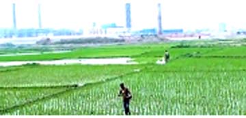 গাজীপুরে অবৈধ ইটভাটা বন্ধ :কৃষিতে উন্নয়নের স্বপ্ন দেখছেন কৃষকেরা