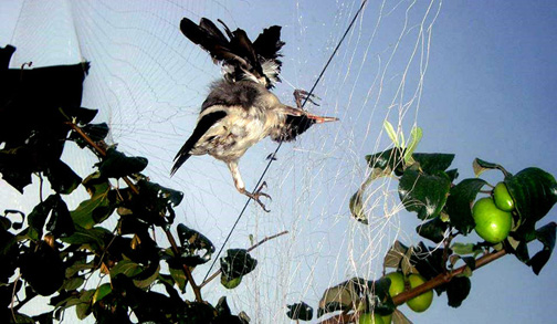 ঝিনাইদহে কারেন্ট জালে মারা পড়ছে বিপন্ন প্রজাতির পাখি