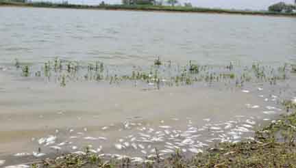 পার্বতীপুরে পুকুরে বিষ দিয়ে মাছ নিধন