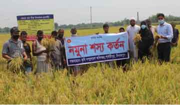 পার্বতীপুরে কাটা হলো ব্রি-৮১ জাতের নমুনা শস্য