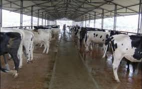 গাজীপুরে অনলাইনেও কোরবানির পশু বিক্রি হবে