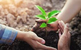 কাপাসিয়ায় যুবলীগ কর্তৃক চারা বিতরণ