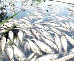 কালীগঞ্জে দুর্বৃত্ত কর্তৃক মৎসচাষীর পুকুরে গ্যাস বড়ি দিয়ে মাছ নিধন