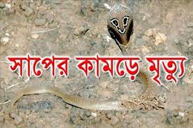 ঝিনাইদহে দুই মাসে সাপের কামড়ে মৃত্যু ১২, নেই প্রতিকার