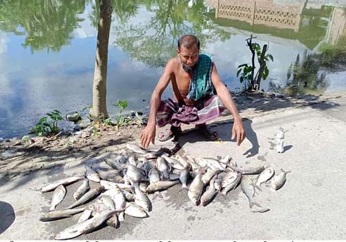 কালীগঞ্জে গ্যাস বড়ি দিয়ে পুকুর ভরা মাছ নিধন