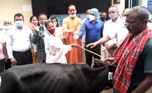 কালিয়াকৈরে ক্রস ব্রীড বকনা গো- খাদ্য বিতরণ