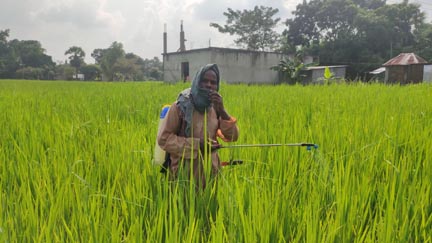 কাপাসিয়ায় ধান ক্ষেতে পোকার আক্রমণ দিশেহারা কৃষক