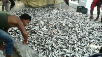 ঝিনাইদহের মহেশপুরে জনপ্রিয় হয়ে উঠেছে পাবদা মাছের চাষ