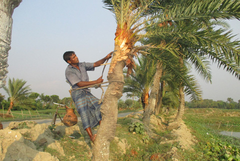 ঝিনাইদহে মধুবৃক্ষ খেজুর গাছ ঝোড়া শুরু করেছে গাছিরা
