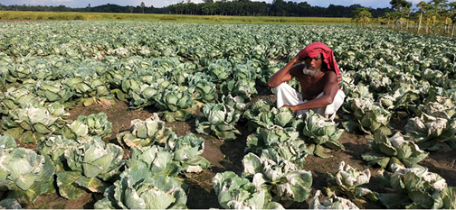 ঝিনাইদহে কৃষকের বাঁধা কপির ক্ষেত নষ্ট করছে দুর্বৃত্তরা