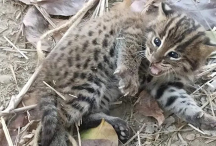 ঝিনাইদহে ধরা পড়ল মেছবাঘের শাবক