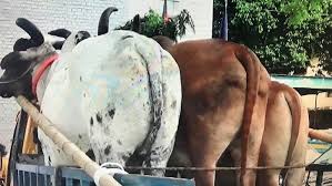 গাজীপুর থেকে ডাকাতি হওয়া গরু নারায়নগঞ্জ থেকে উদ্ধার