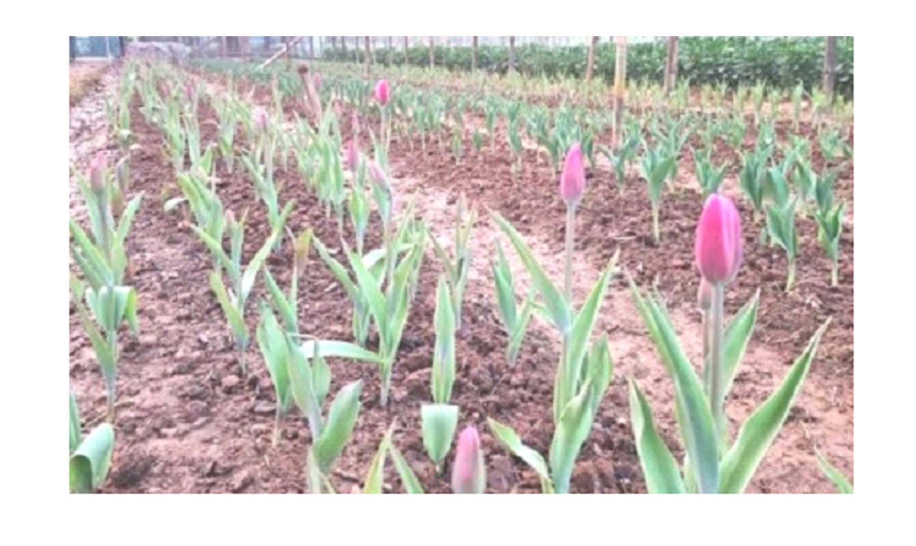 দৃষ্টিনন্দন টিউলিপ ফুলে আছে অর্থ আর ভালোবাসা