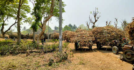 ঝিনাইদহের মোবারকগঞ্জ চিনিকলে ২২ ঘন্টা আখ মাড়াই বন্ধ
