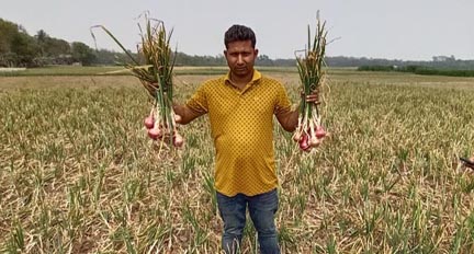 শৈলকুপায় পেঁয়াজের বাম্পার ফলনে কৃষকের মুখে হাসি