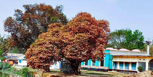 ঝিনাইদহে এক স্ত্রী দুই স্বামী!