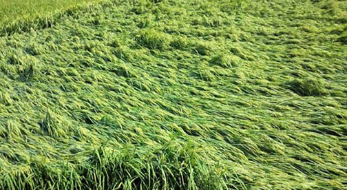 ঝিনাইদহে কালবৈশাখী ঝড়ে ইরি-বোরো ধানের ব্যাপক ক্ষতি!