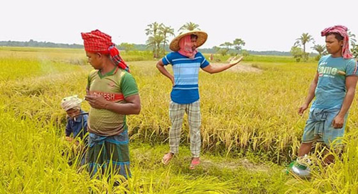 কালীগঞ্জে ইরি বোরো ধানের বাম্পার ফলন, শুরু হয়েছে ধান কাটা ও মাড়াই