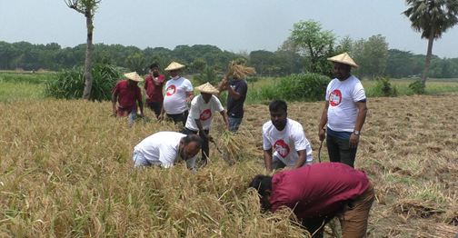 ঝিনাইদহে অসহায় কৃষকের ধান কেটে দিল যুবলীগ
