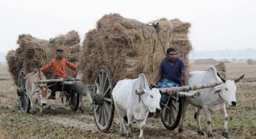 ঝিনাইদহ গ্রামে গ্রামে চলছে ধান তোলার উৎসব