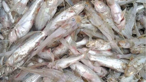 হরিনাকুন্ডুতে পুকুরে বিষ প্রয়োগ করে মাছ নিধন!