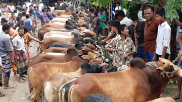 ঝিনাইদহে খাদ্যের দাম চড়া, গরুর দাম নেই,