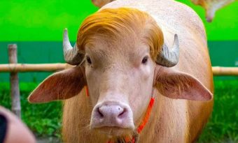 অবশেষে মহিষ ‘ডোনাল্ড ট্রাম্প’কে নেওয়া হলো গবেষণা ইনস্টিটিউটে